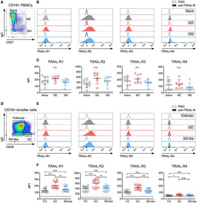 TRAIL-R1 and TRAIL-R2 Mediate TRAIL-Dependent Apoptosis in Activated Primary Human B Lymphocytes